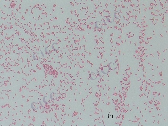 鞘氨醇单胞菌属 Sphingomonas sp CICC 10472 Sphingomonas sp