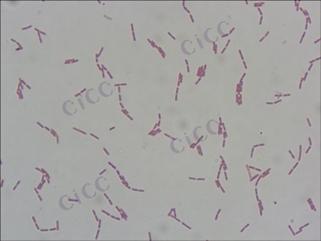 地衣芽胞杆菌 Bacillus licheniformis CICC 10094 Bacillus licheniformis
