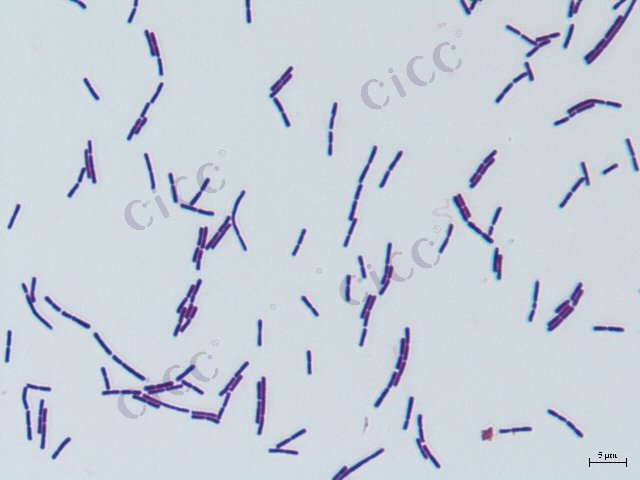 Companilactobacillus alimentarius