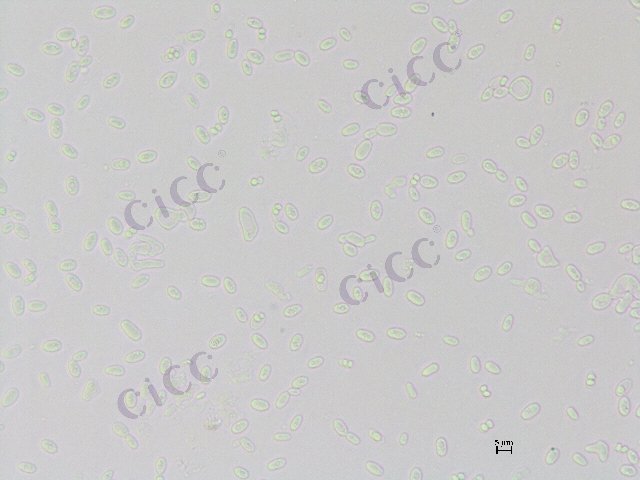 Tetrapisispora iriomotensis