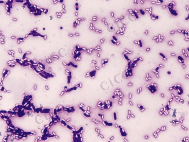 普里斯特氏菌属 Priestia sp CICC 10069 Priestia sp