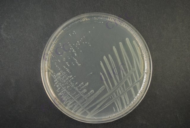 产肠毒素大肠埃希氏菌 Escherichia coli ETEC O126：K71 CICC 10415 Escherichia coli ETEC O126：K71