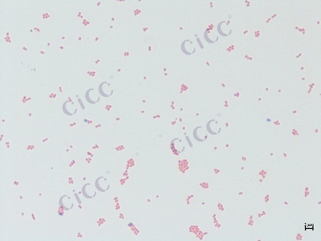 Escherichia coli