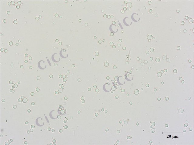 Wickerhamomyces anomalus