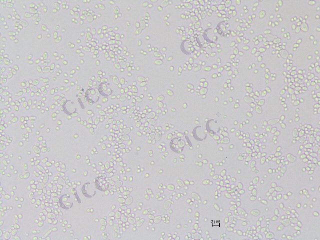 Yamadazyma dushanensis