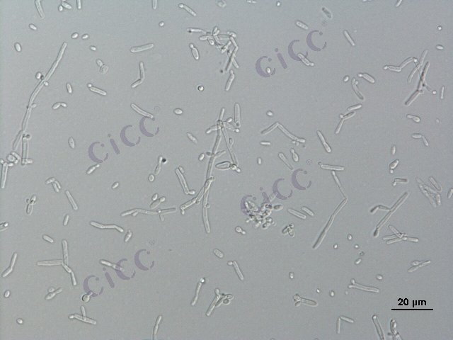 Pichia guilliermondii