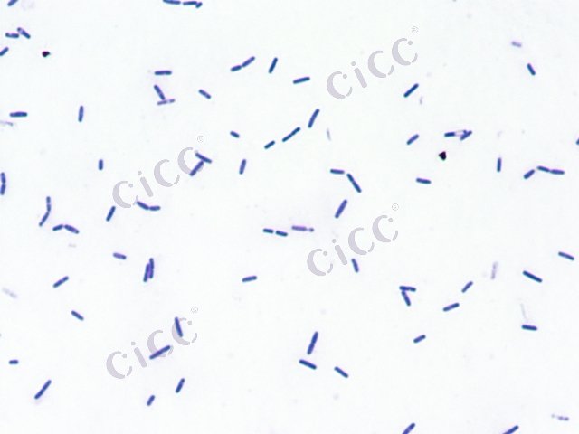 枯草芽胞杆菌 Bacillus subtilis CICC 10020 Bacillus subtilis