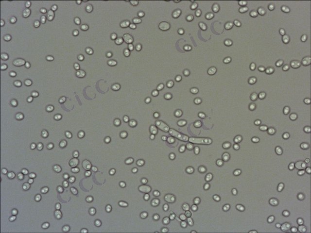 Candida tropicalis