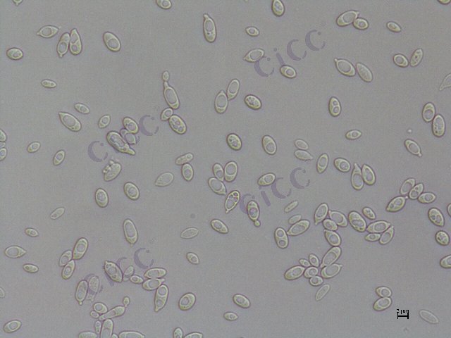 Sporidiobolus salmonicolor