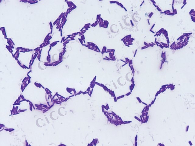 Bacillus licheniformis