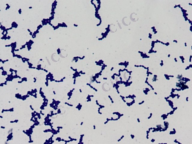 Leuconostoc mesenteroides