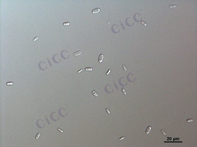 Candida rugosa