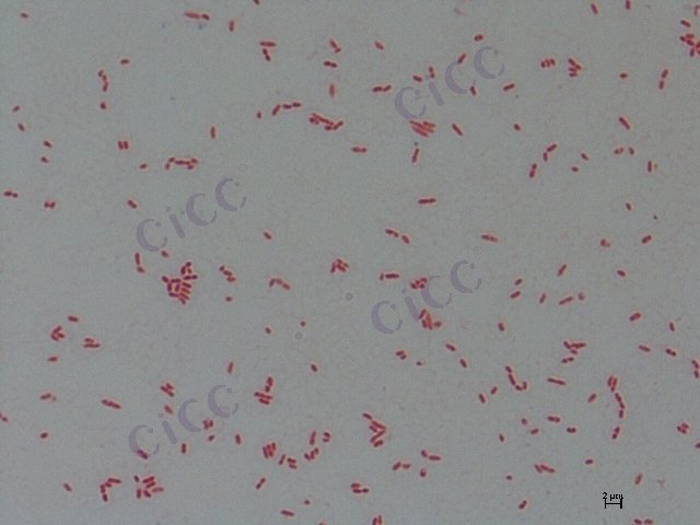 鞘氨醇单胞菌属 Sphingomonas sp CICC 10700 Sphingomonas sp