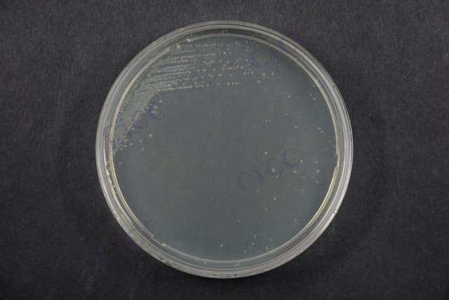 嗜热脂肪地芽胞杆菌 Geobacillus stearothermophilus CICC 10392 Geobacillus stearothermophilus