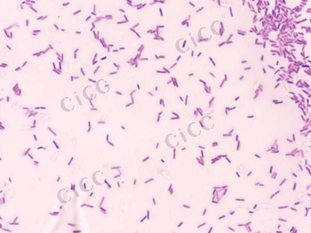 普通变形菌 Proteus vulgaris CICC 10371 Proteus vulgaris