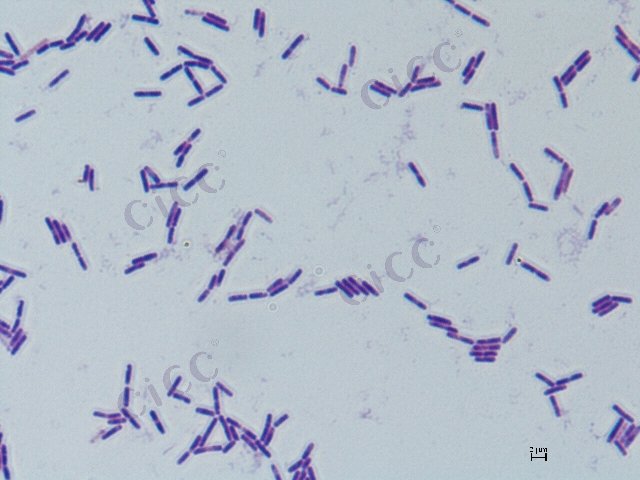巴氏梭菌 Clostridium pasteurianum CICC 10391 Clostridium pasteurianum