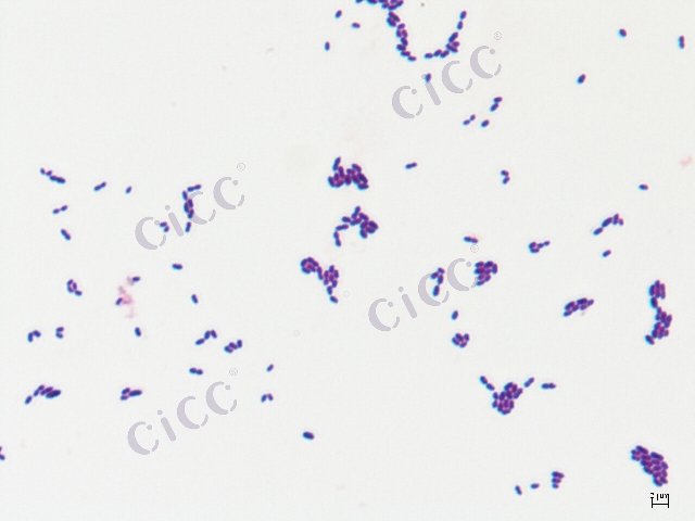 Enterococcus faecalis