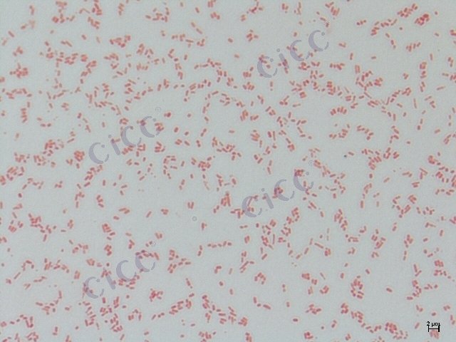 大肠埃希氏菌 Escherichia coli CICC 10222 Escherichia coli