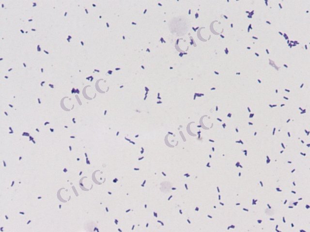 Curtobacterium sp