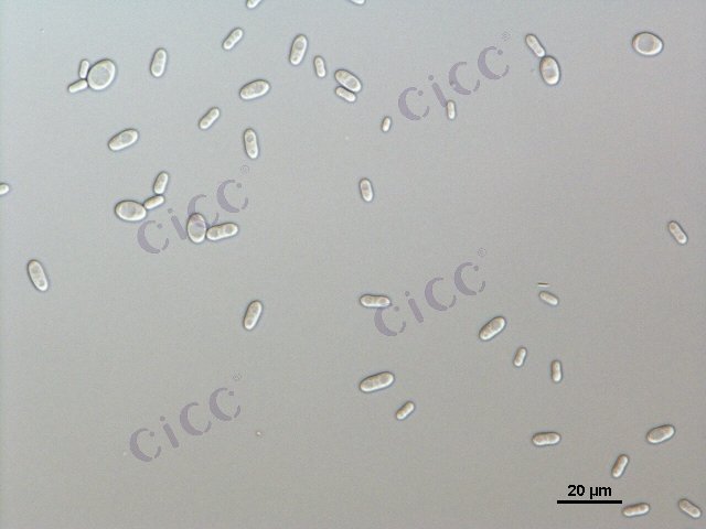 Candida rugosa