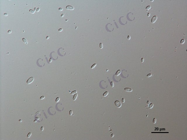 Issatchenkia orientails