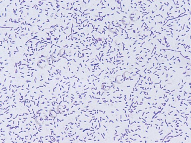 Changchengzhania lutea