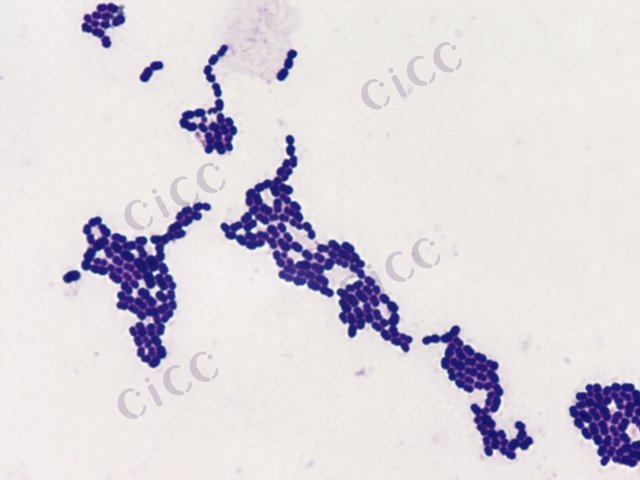 Enterococcus faecium