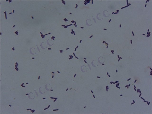 Levilactobacillus brevis