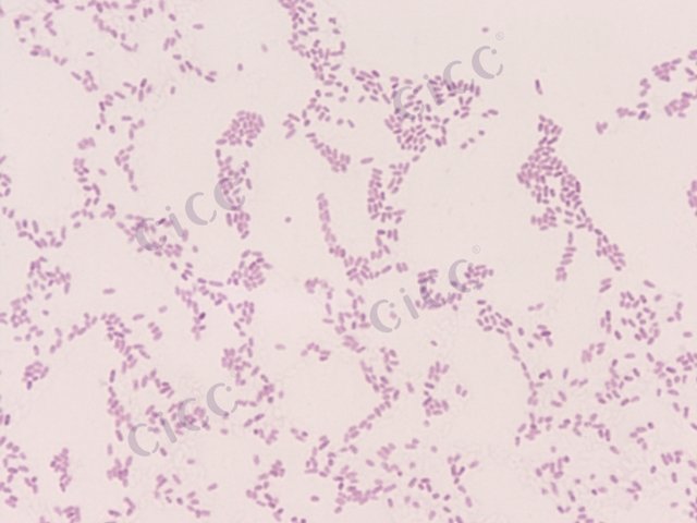 Pseudomonas fluorescens