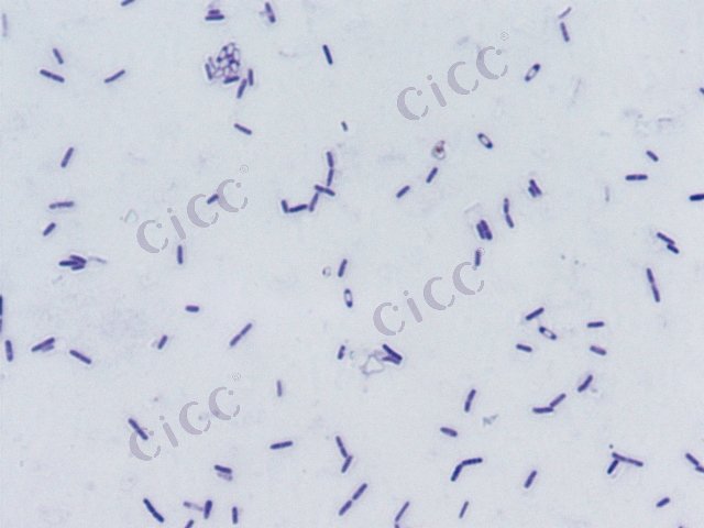 Bacillus halotolerans