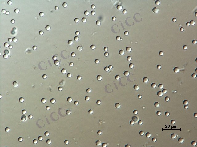 Cryptococcus albidus