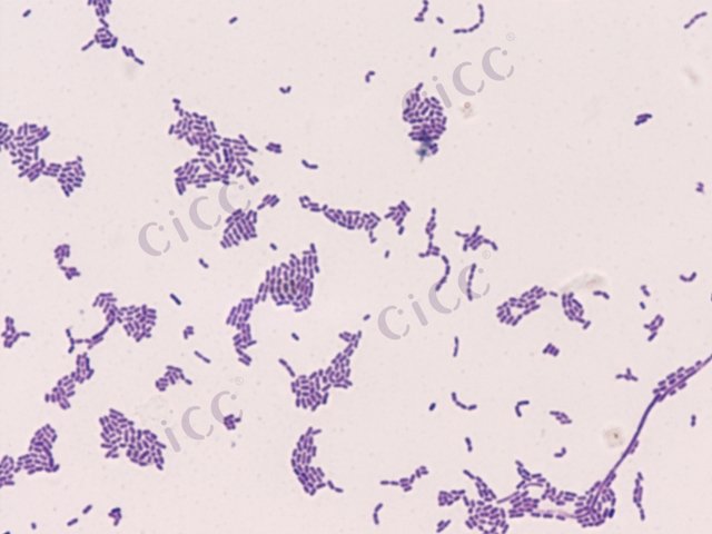Lacticaseibacillus rhamnosus