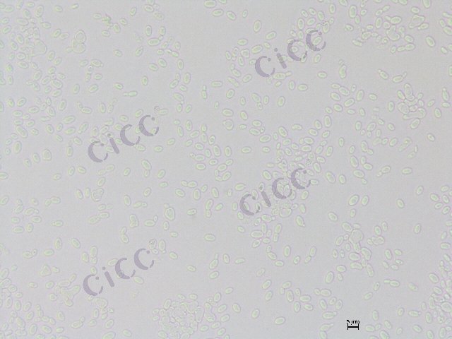 Tetrapisispora nanseiensis