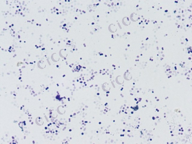 Acetobacter sp