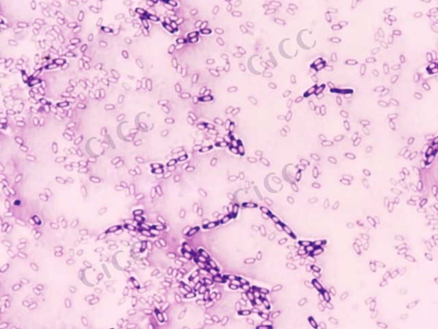 芽胞杆菌属 Bacillus sp CICC 10487 Bacillus sp