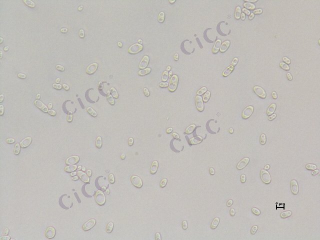 Issatchenkia orientalis