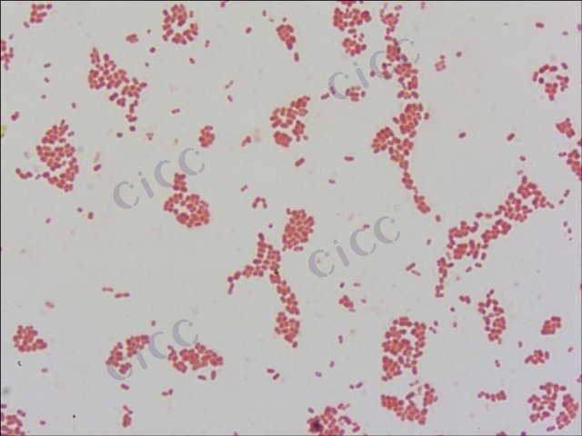 Halomonas alimentaria