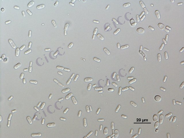 Candida rugosa