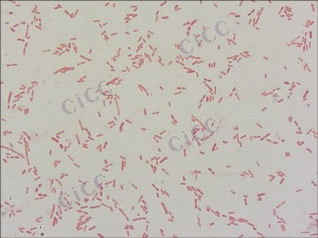 Novosphingobium panipatense