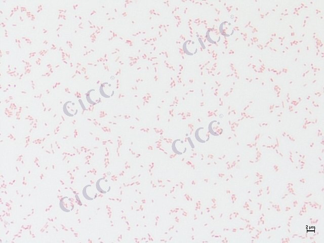 分散泛菌 Pantoea dispersa CICC 10577 Pantoea dispersa