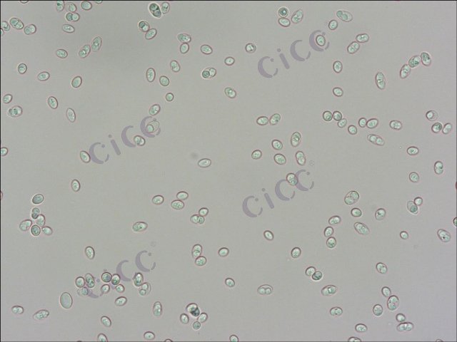 酿酒酵母 Saccharomyces cerevisiae CICC 1009 Saccharomyces cerevisiae