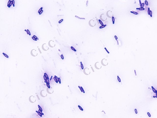 Paenibacillus mucilaginosus