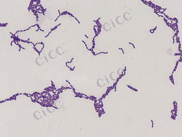 Lacticaseibacillus rhamnosus