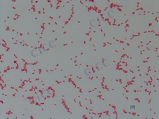 Pluralibacter gergoviae