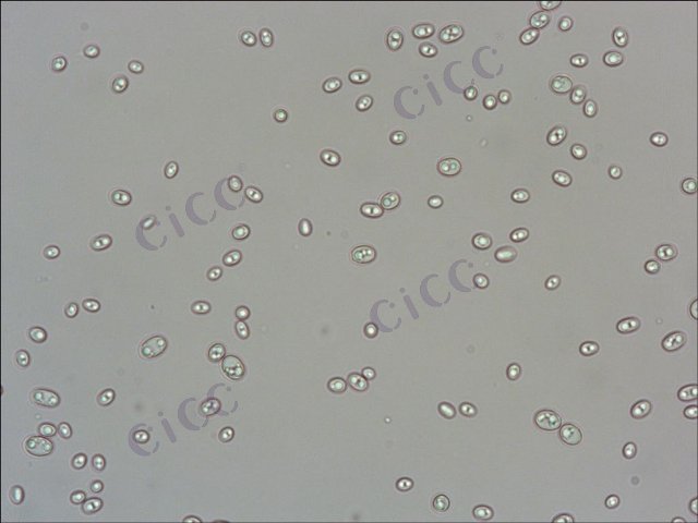 Candida tropicalis