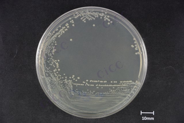 Escherichia coli