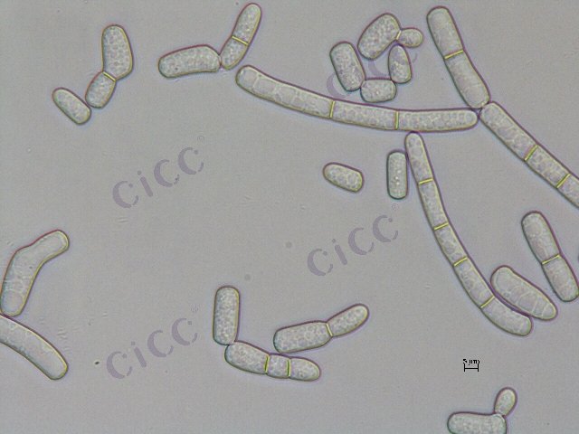 Magnusiomyces magnusii