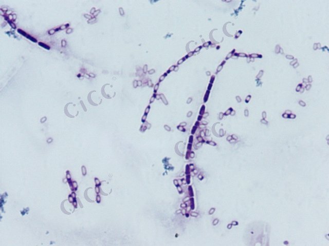 芽胞杆菌属 Bacillus sp CICC 10040 Bacillus sp