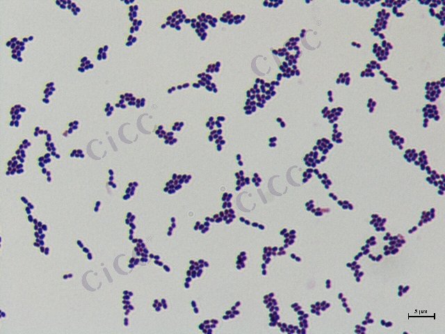 Enterococcus durans