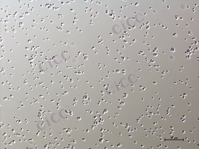 Meyerozyma guilliermondii